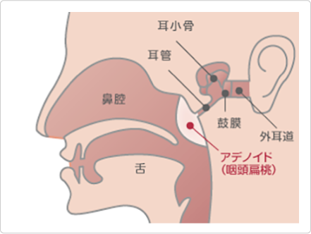 副鼻腔の構造の説明図