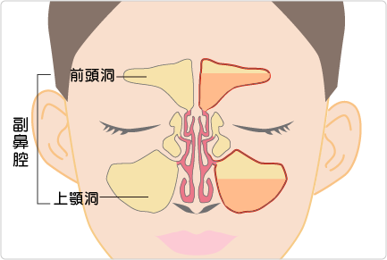 副鼻腔の構造の説明図
