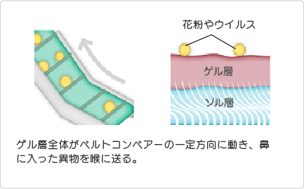 副鼻腔粘膜の線毛運動のイメージイラスト