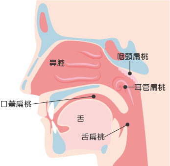 ４種類の「扁桃腺」を示した図