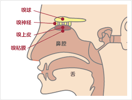 嗅球、嗅神経、嗅上皮、嗅粘膜の位置を示した図