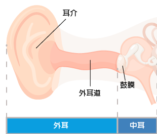 耳の外耳と内耳の説明図